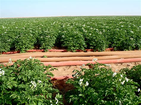 المبادئ التي أسست عليها الجمعية